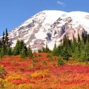 Meet your Posher, Bailey